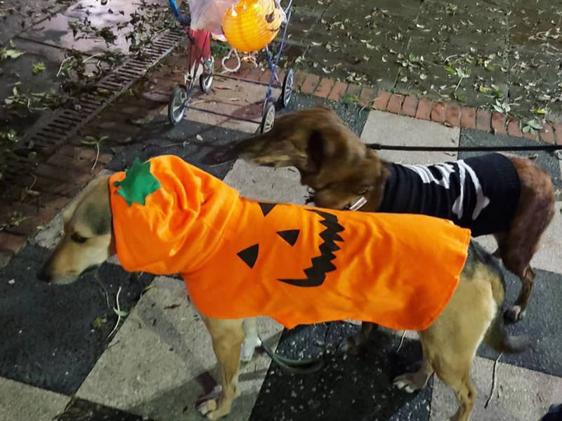 Halloween Dog Walk