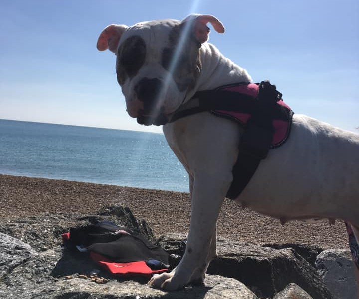 Indie at the beach