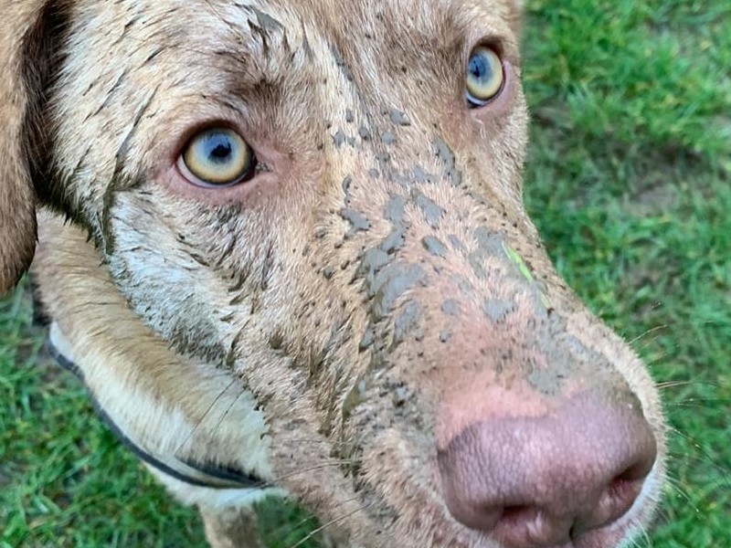 muddy Coco